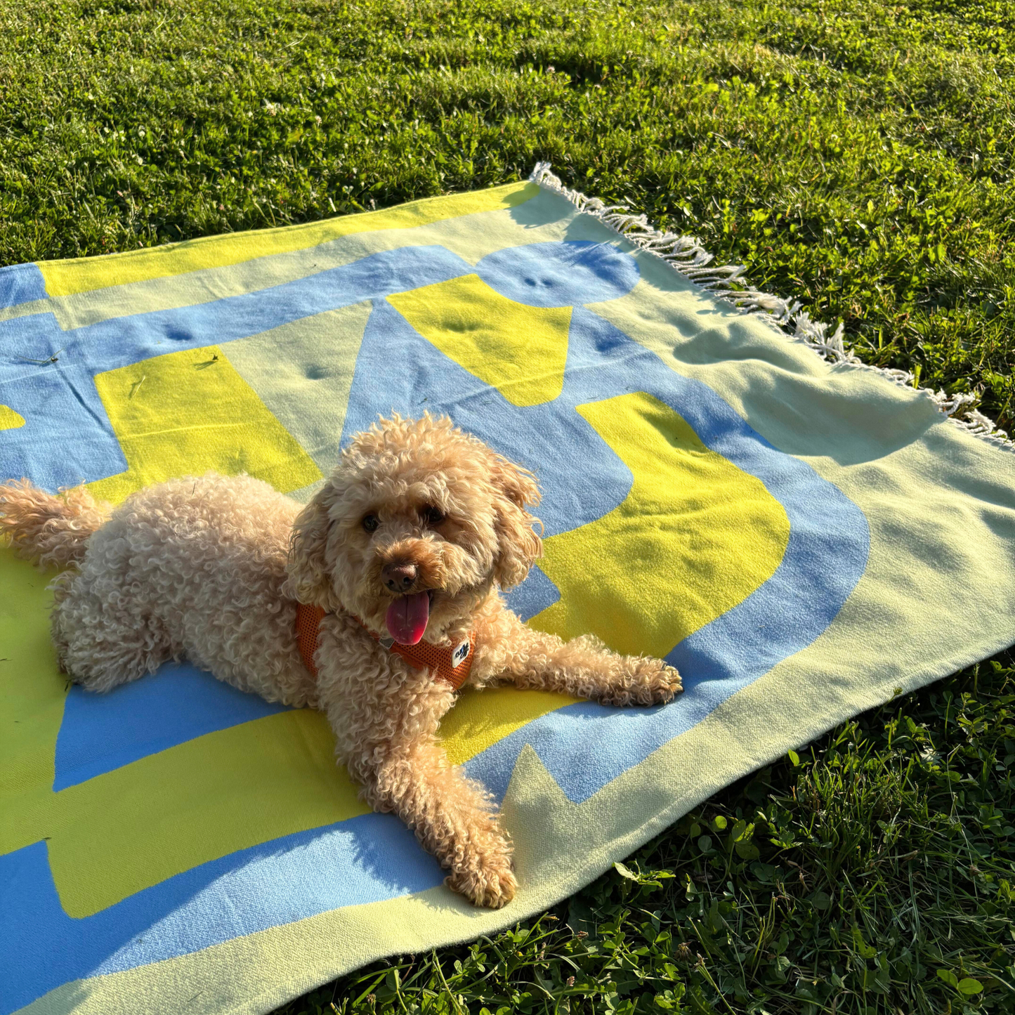 HENSE NO. 1 - Designer Cotton Blanket
